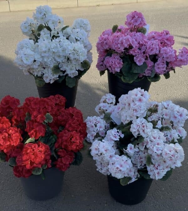 Pelargonia – sztuka, różne kolory